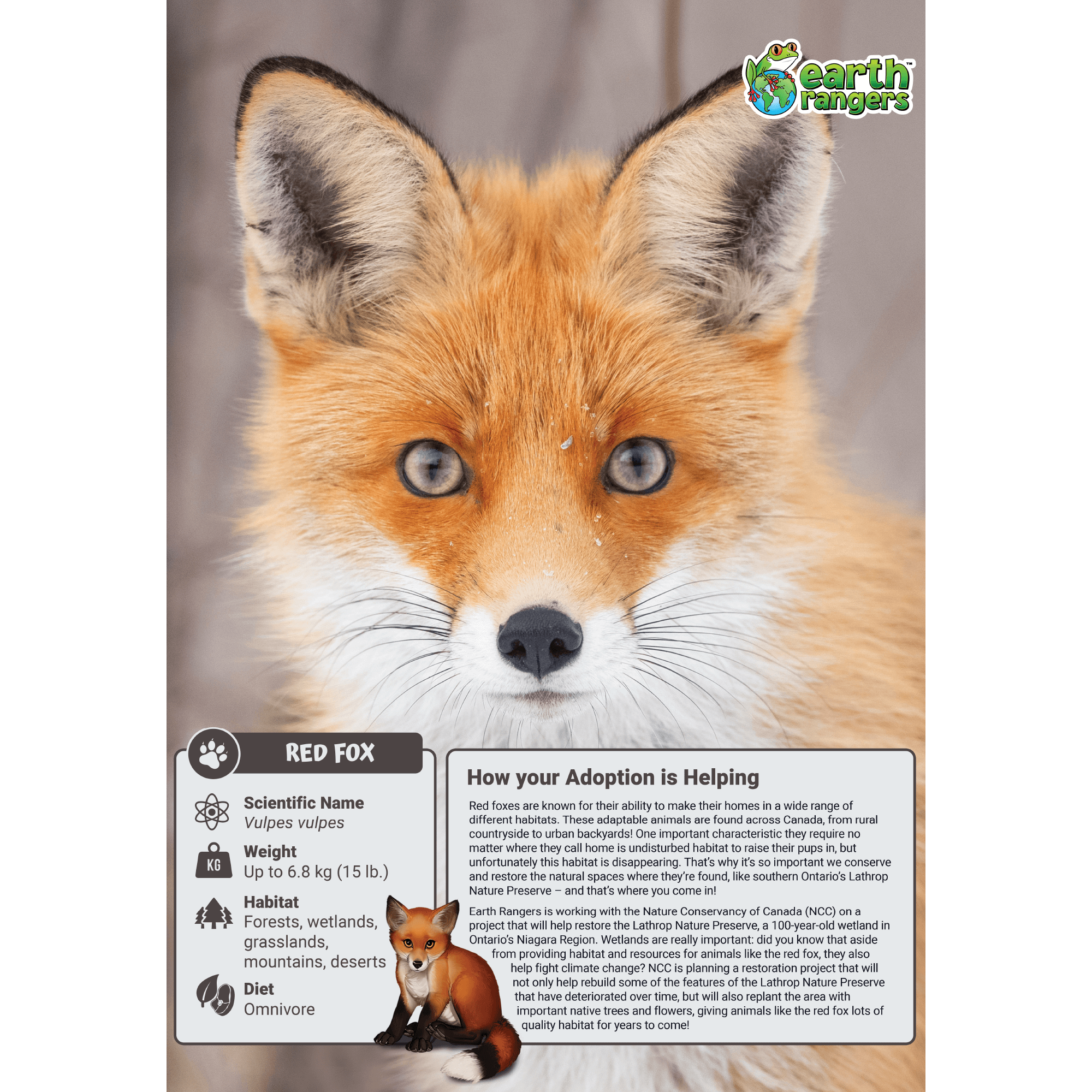 Red Fox Adoption Kit