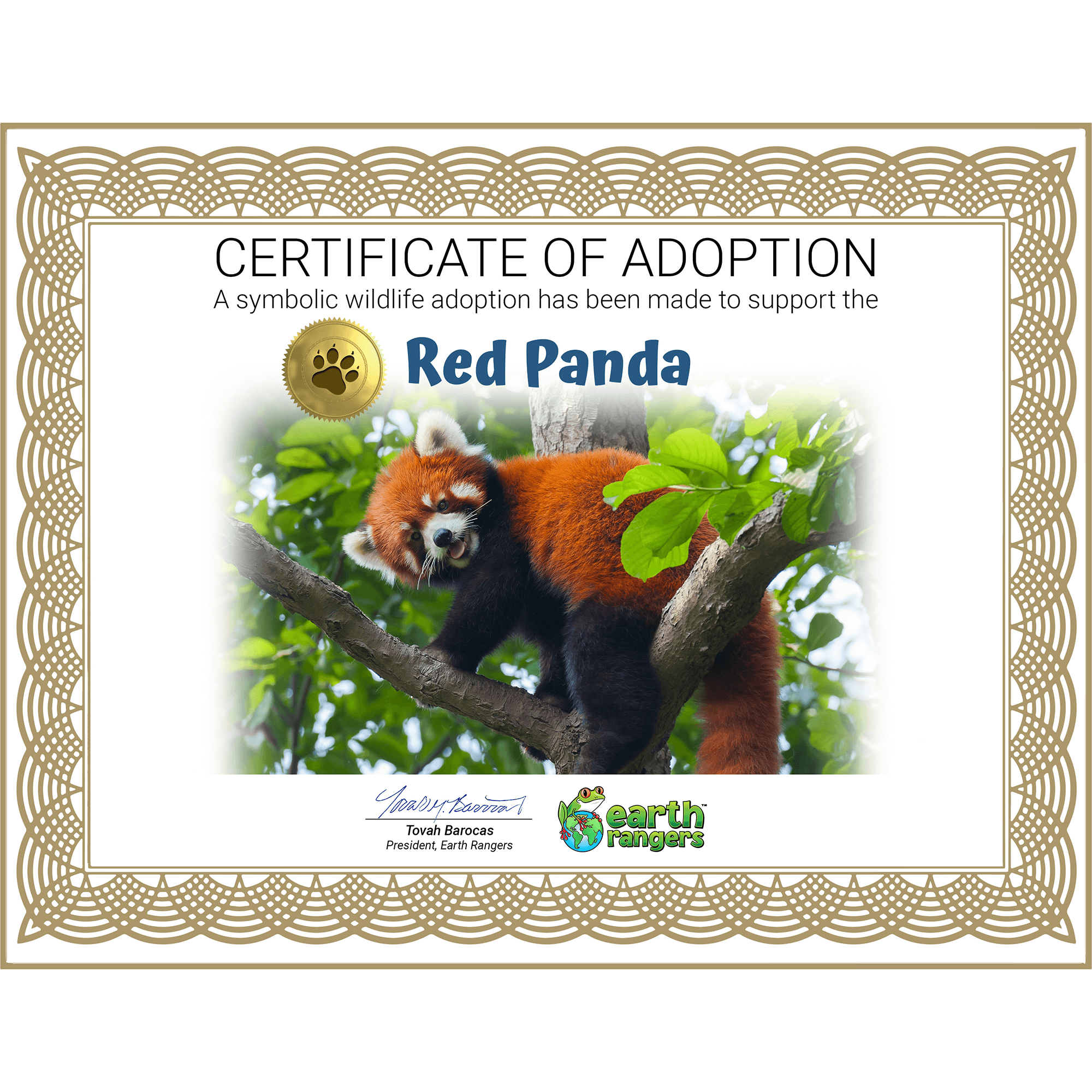 Red Panda Adoption Kit 