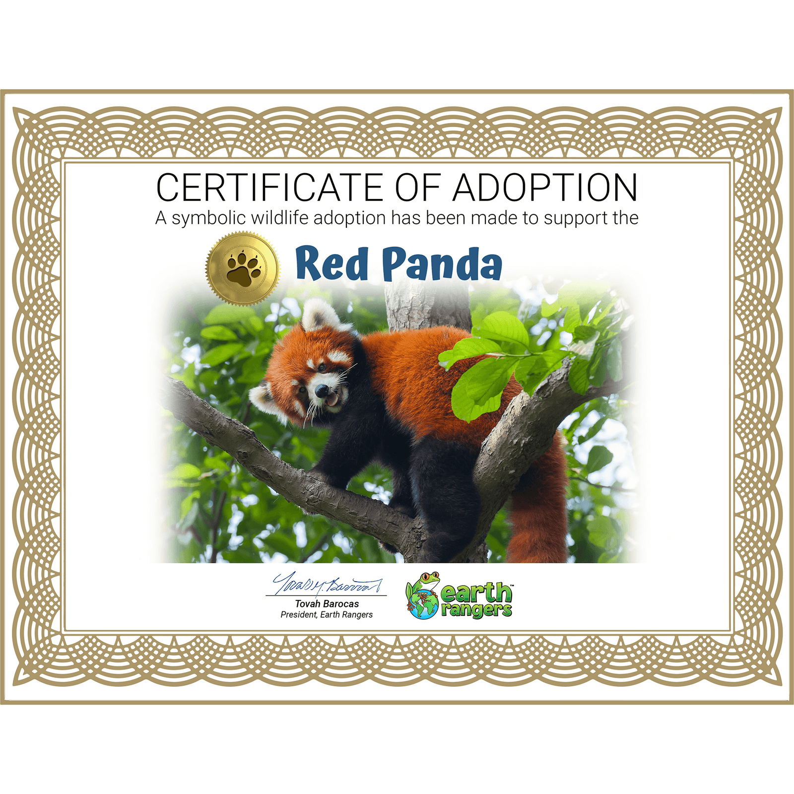 Red Panda Adoption Kit