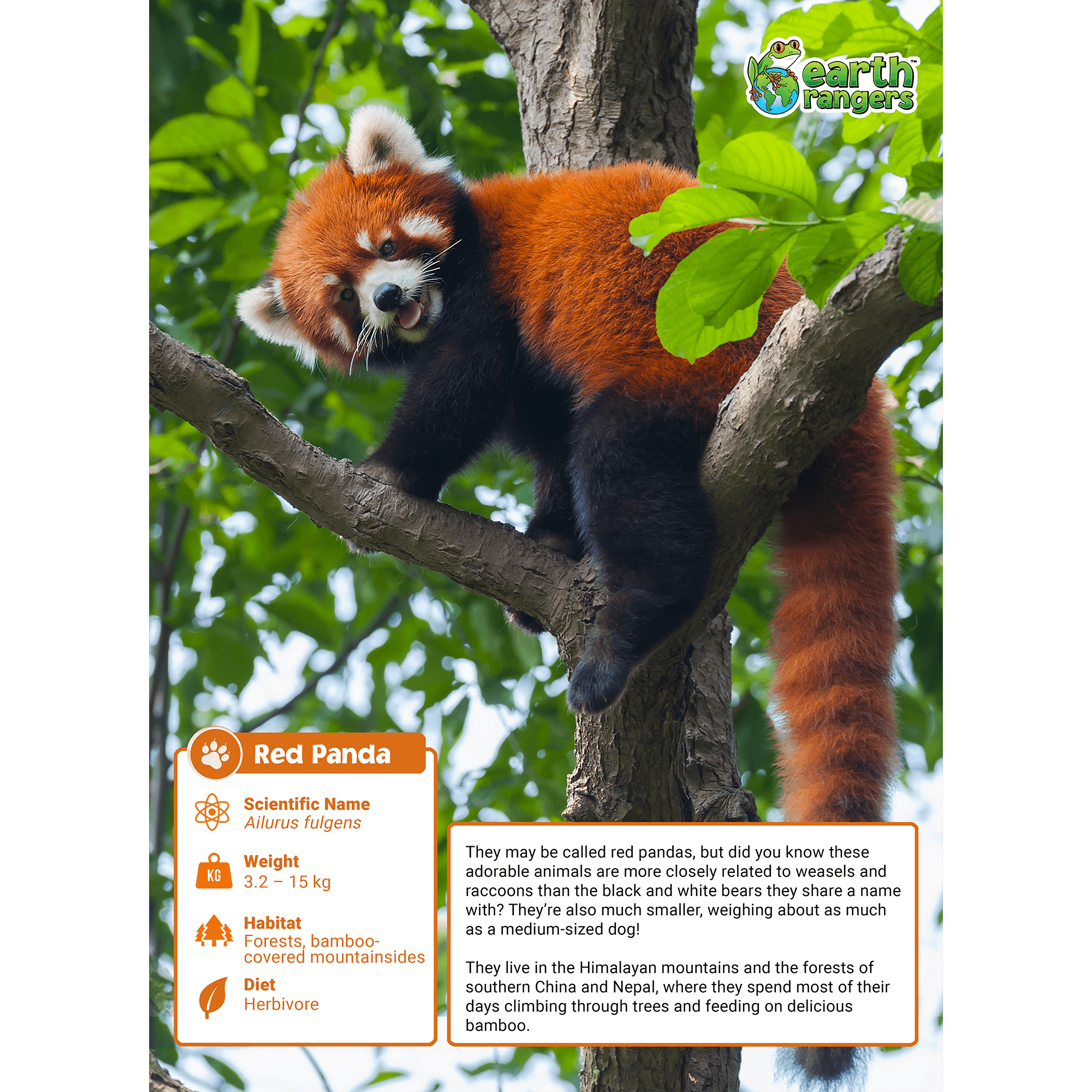 Red Panda Adoption Kit 