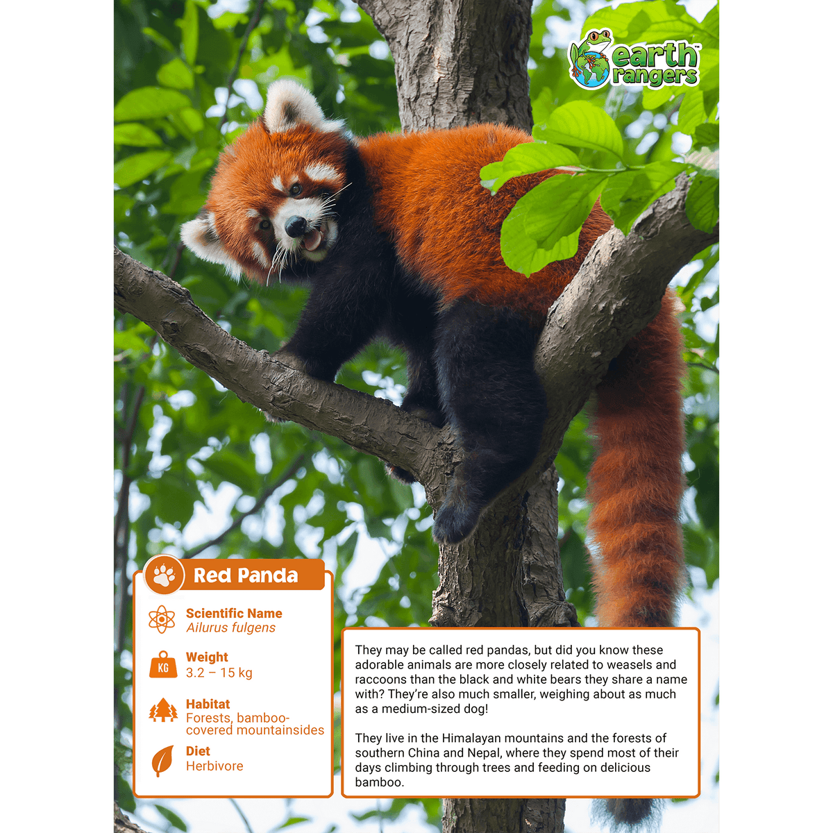 Red Panda Adoption Kit