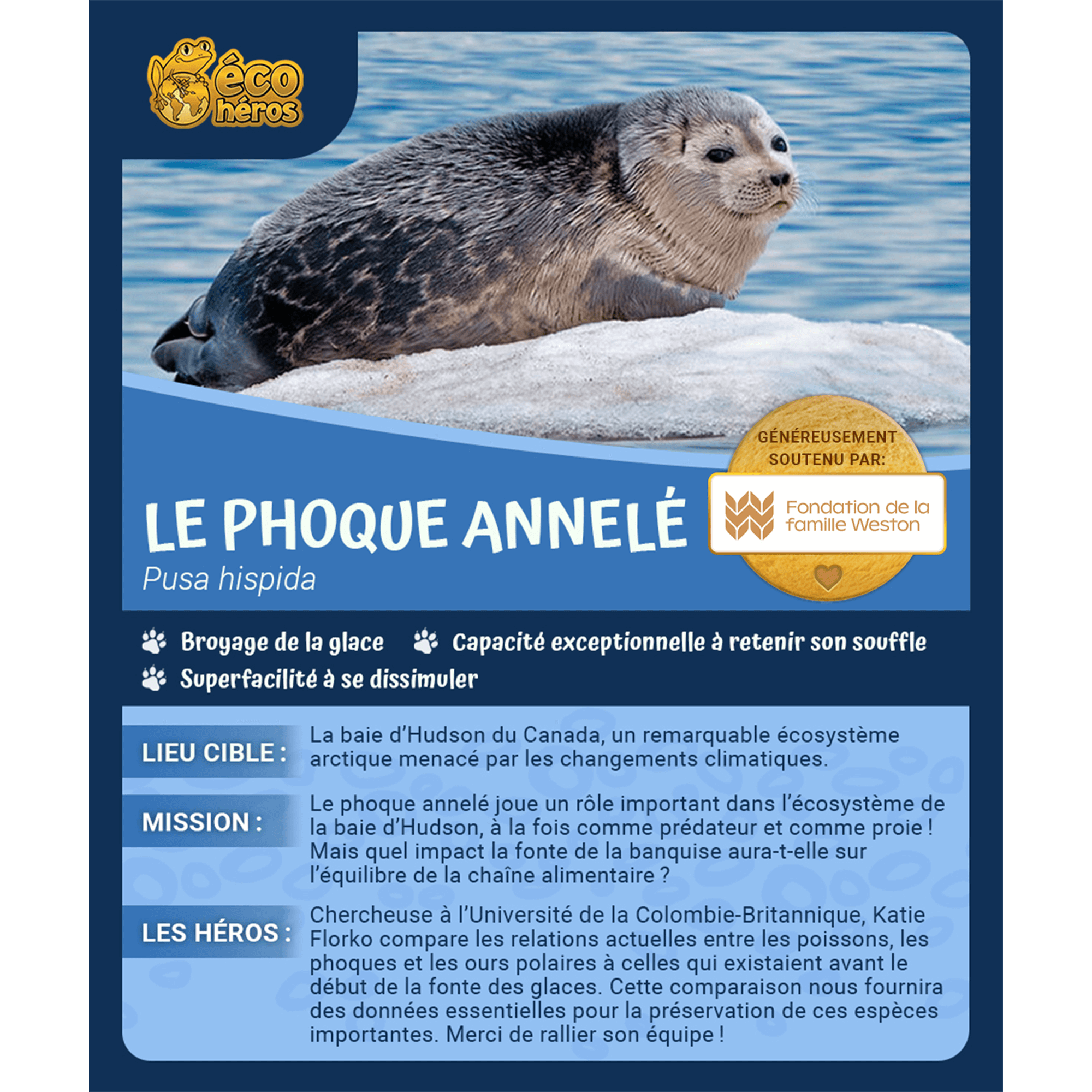 Ensemble d’adoption de phoque annelé - Peluche