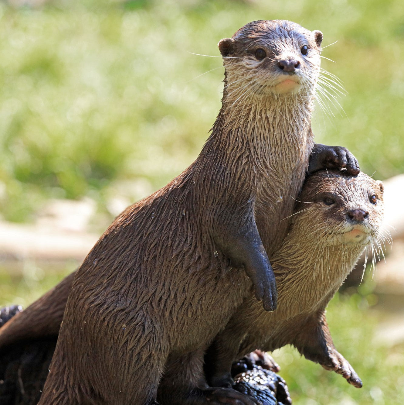 River Otter Adoption Kit