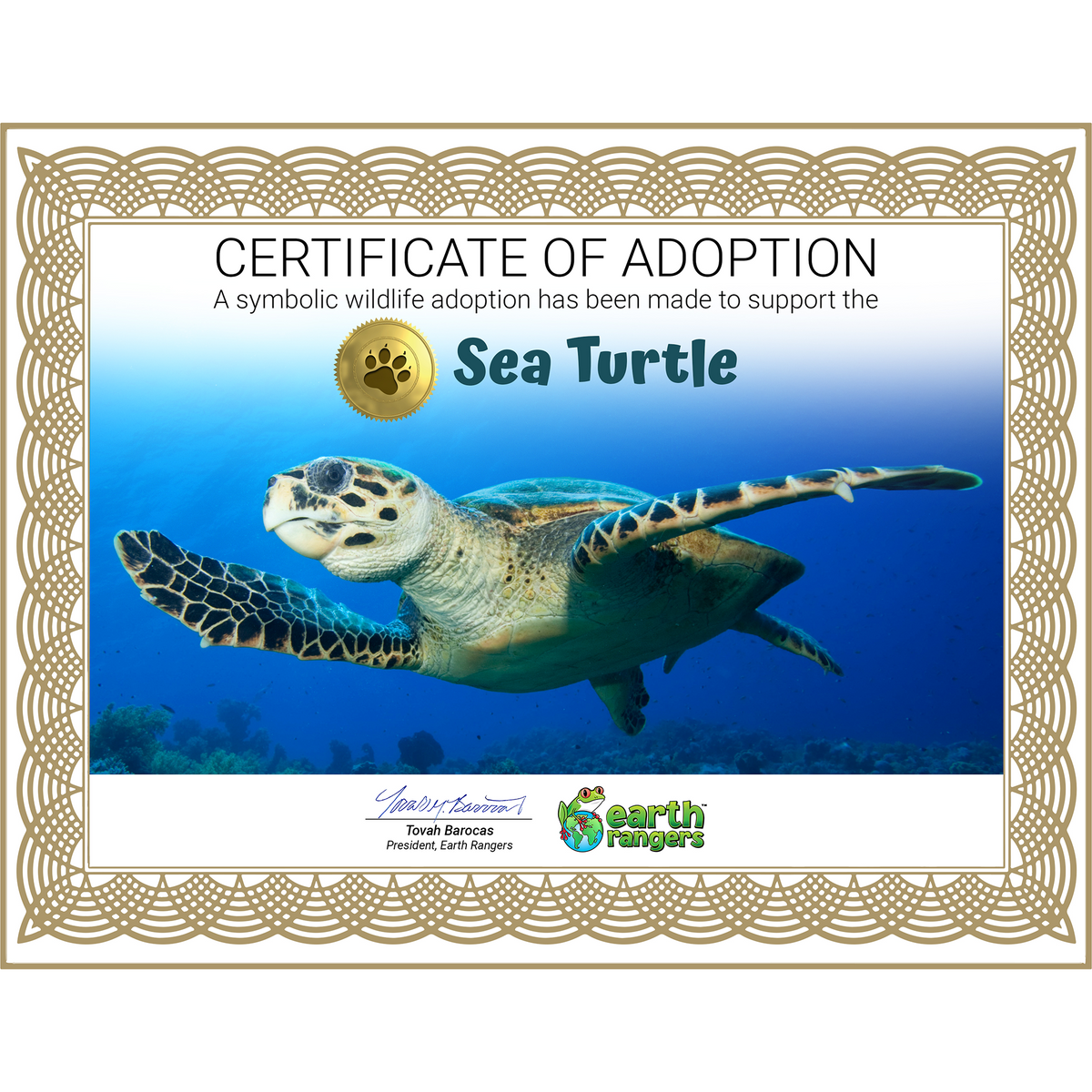 Sea Turtle Adoption Kit