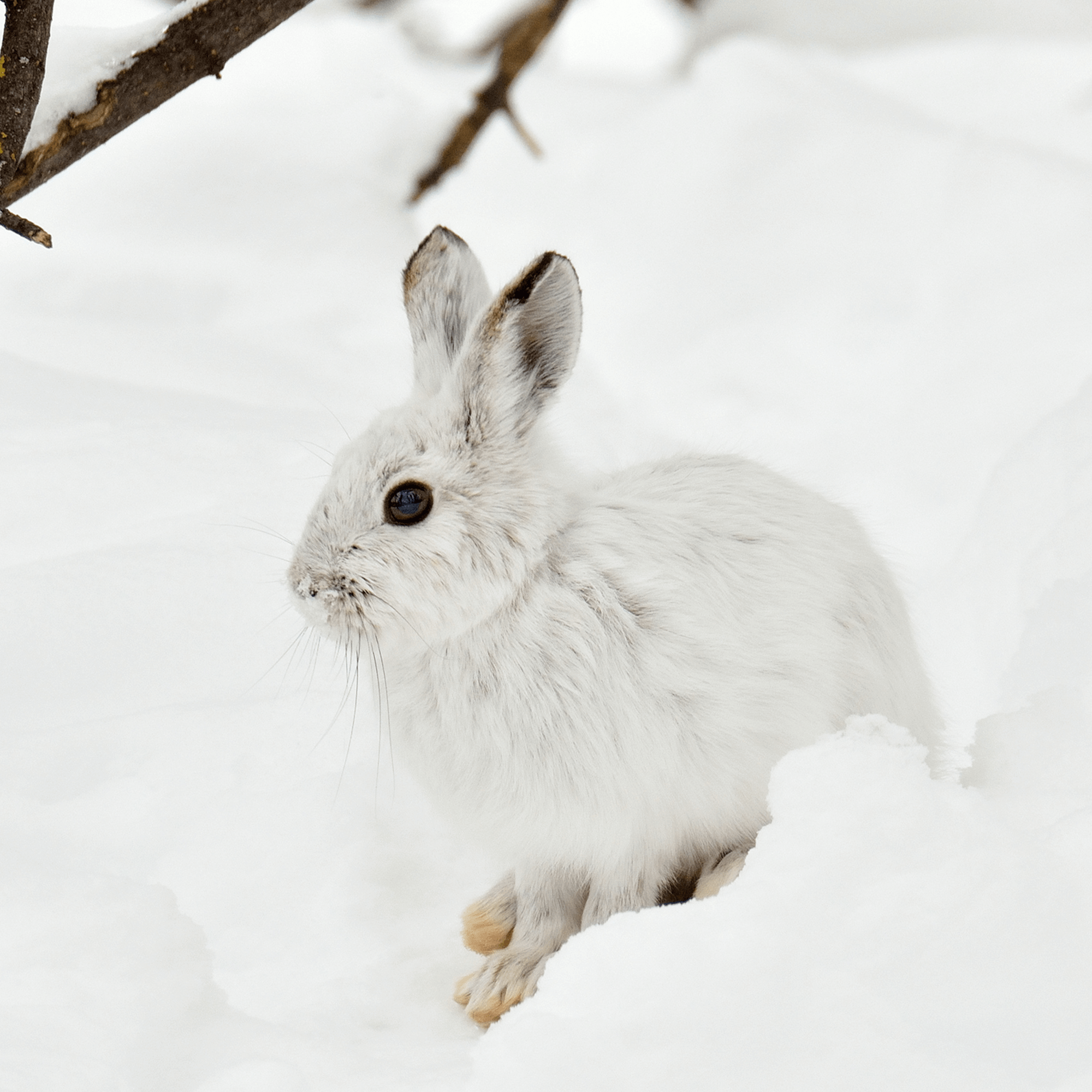 Snowshoe Hare Adoption Kit