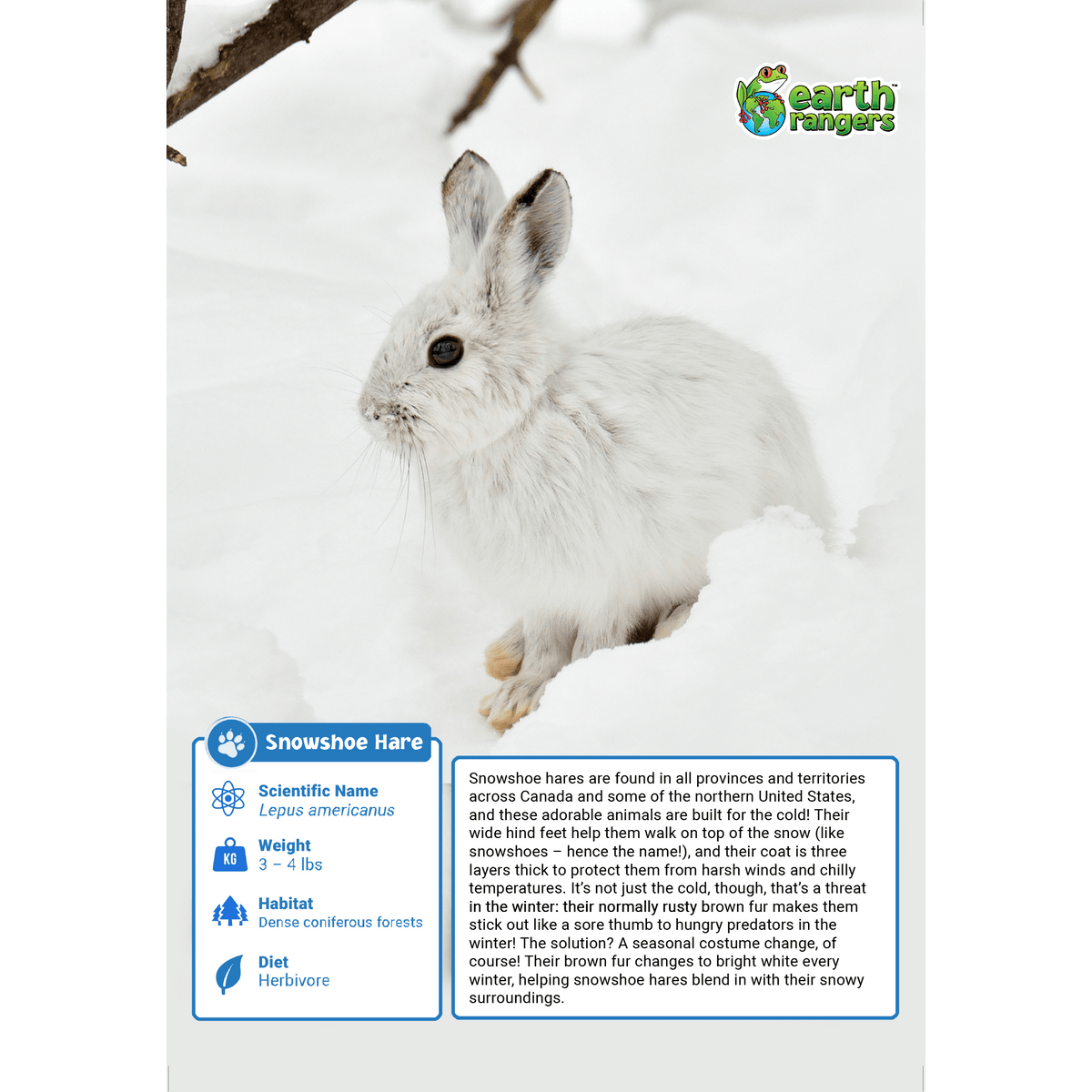 Hare Ranger Snowshoe Hare Adoption Kit