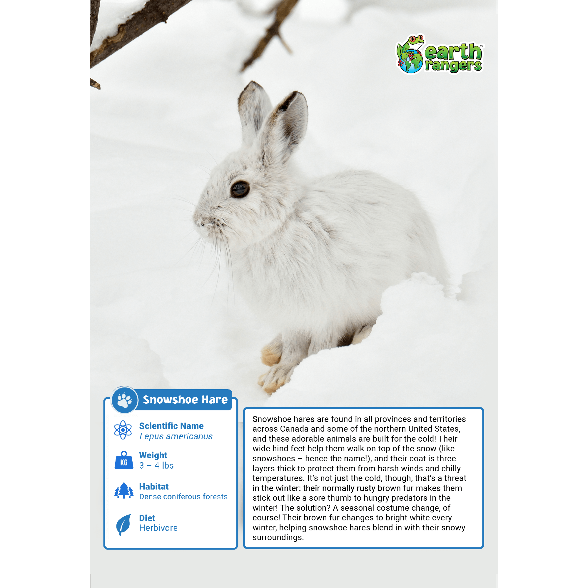 Snowshoe Hare Adoption Kit