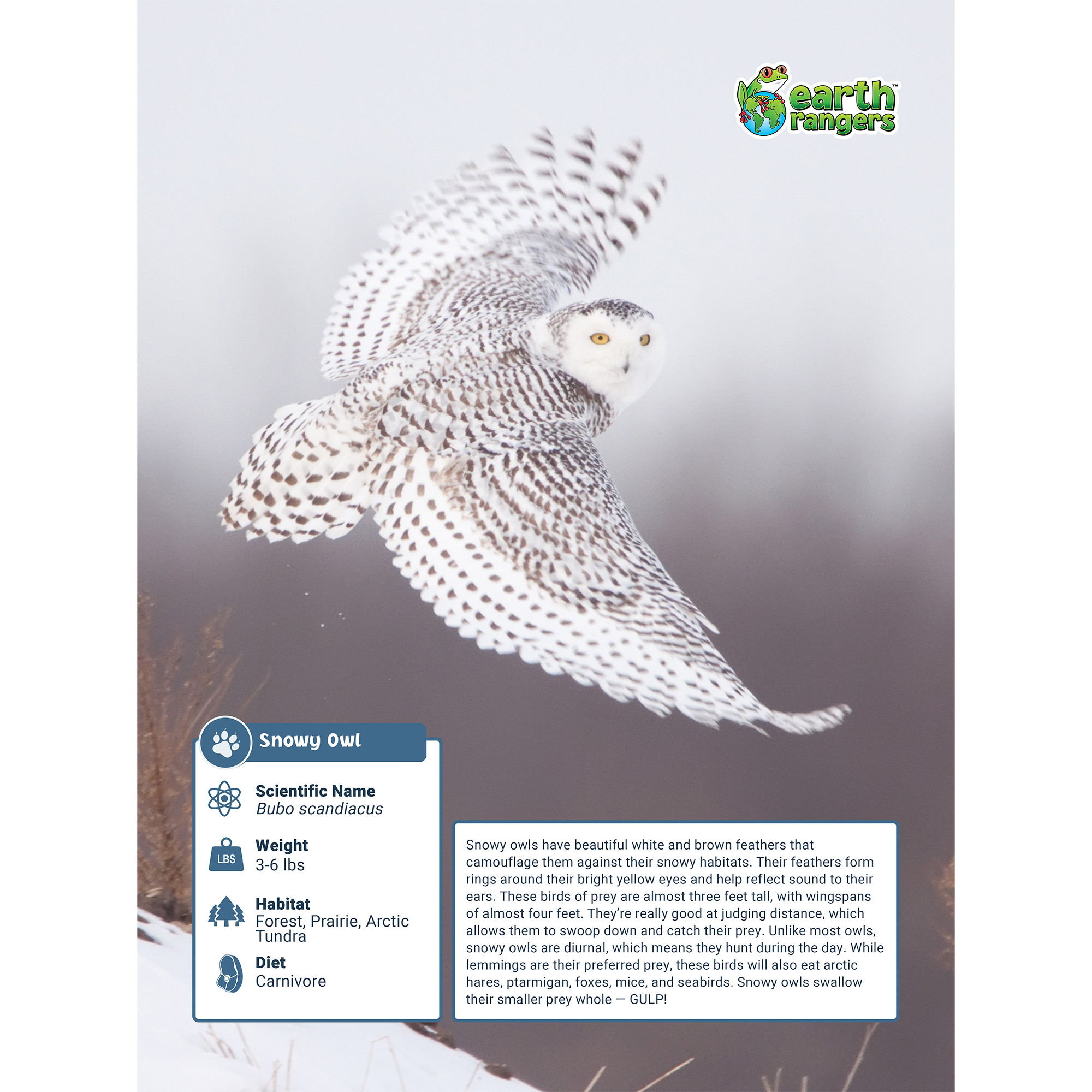 Snowy Owl Adoption Kit 