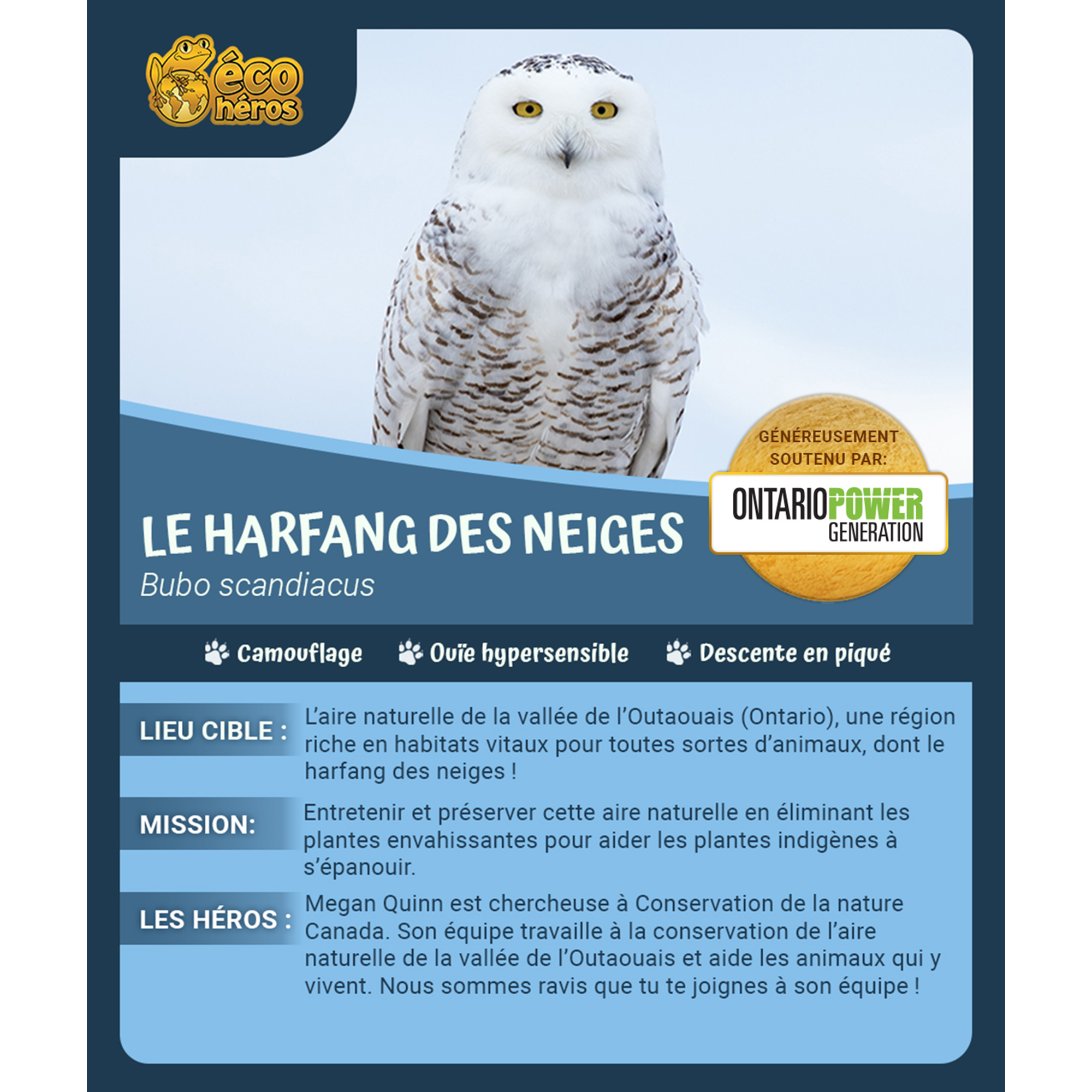 Ensemble d’adoption du harfang des neiges