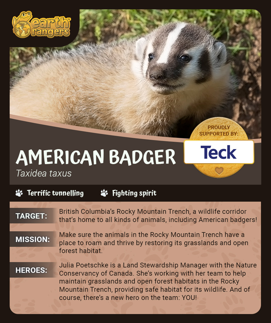 American Badger Adoption Kit 