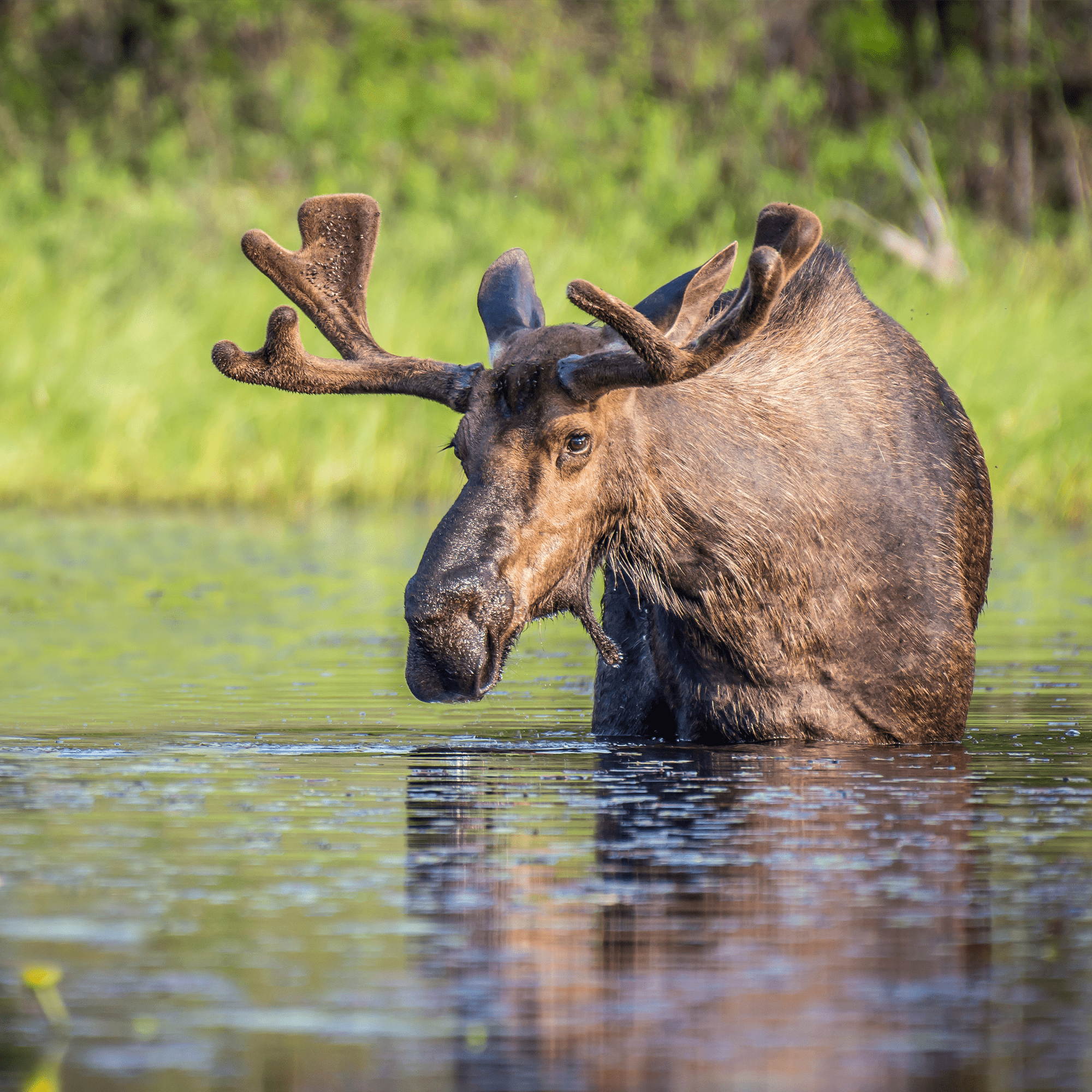 Moose Adoption Kit