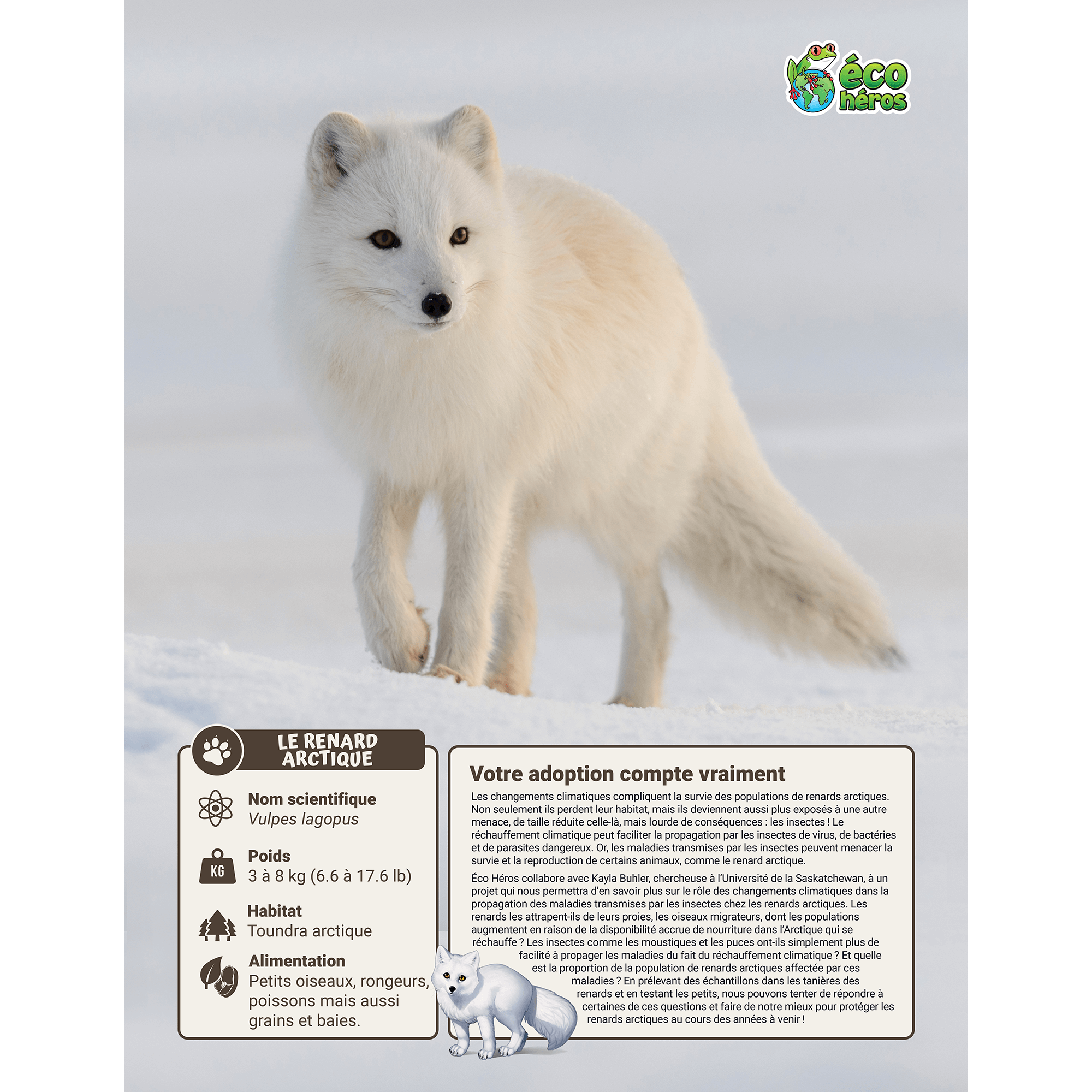 Ensemble d’adoption du renard arctique - Peluche