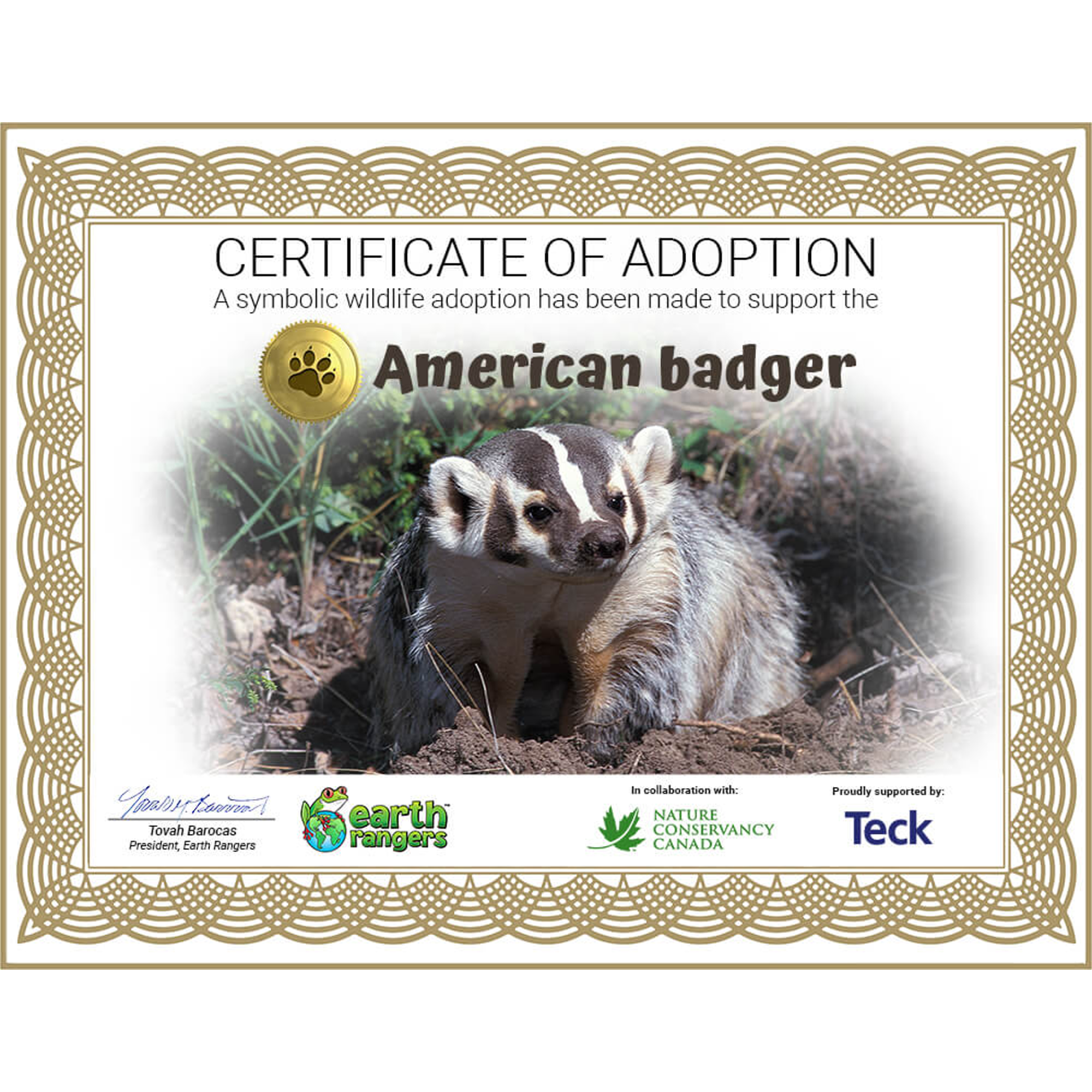 American Badger Adoption Kit 