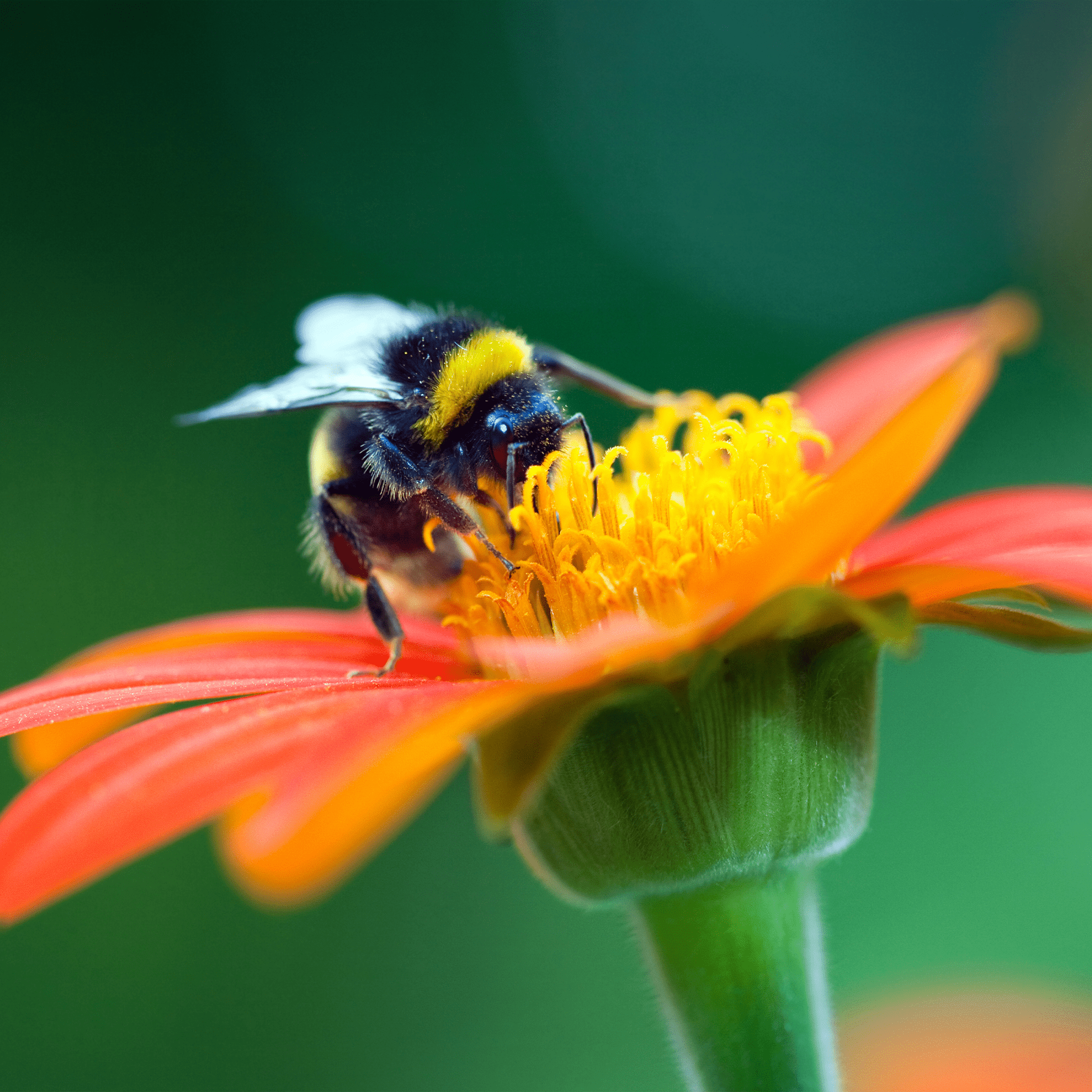 Bumblebee Adoption Kit