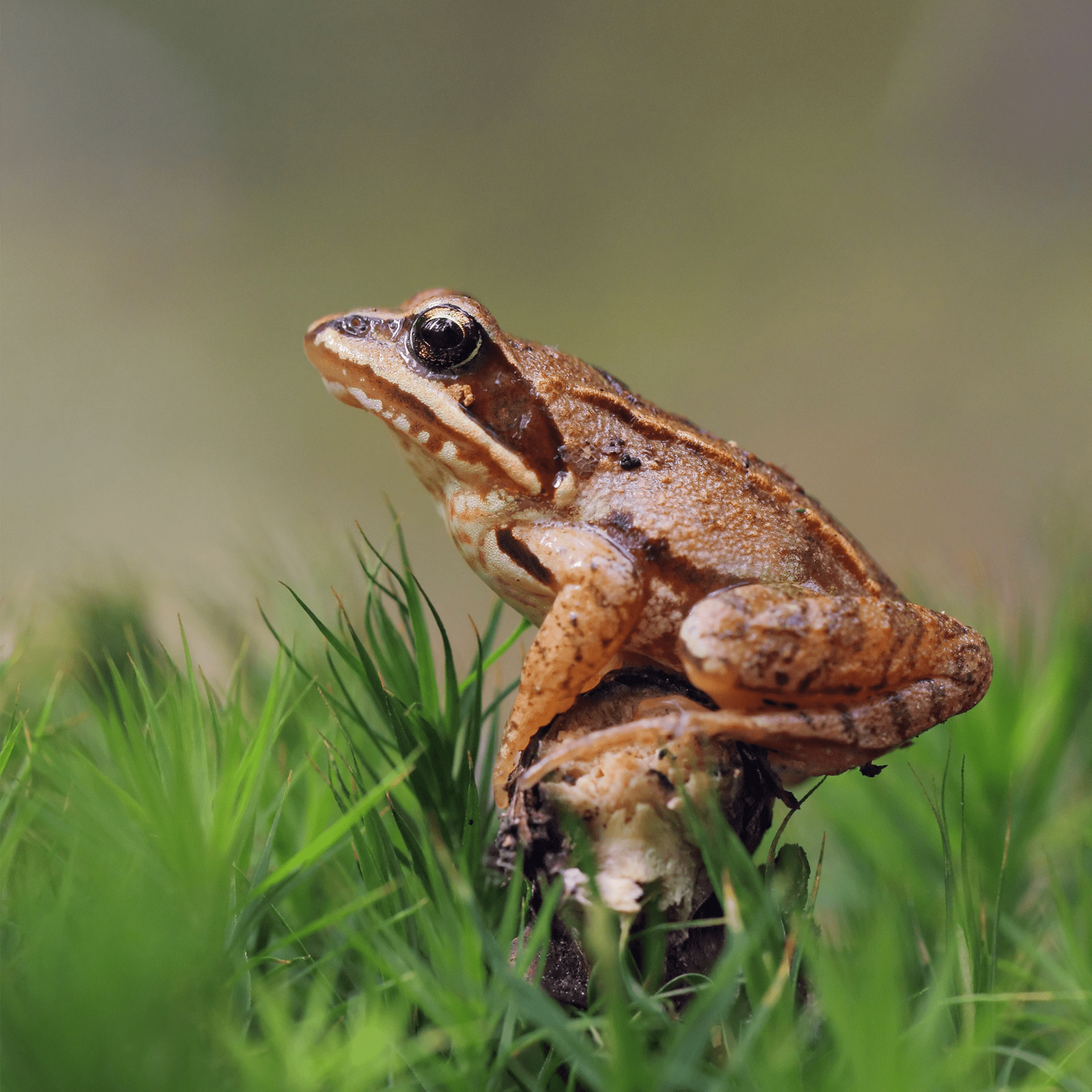 Ensemble d’adoption de la grenouille des bois