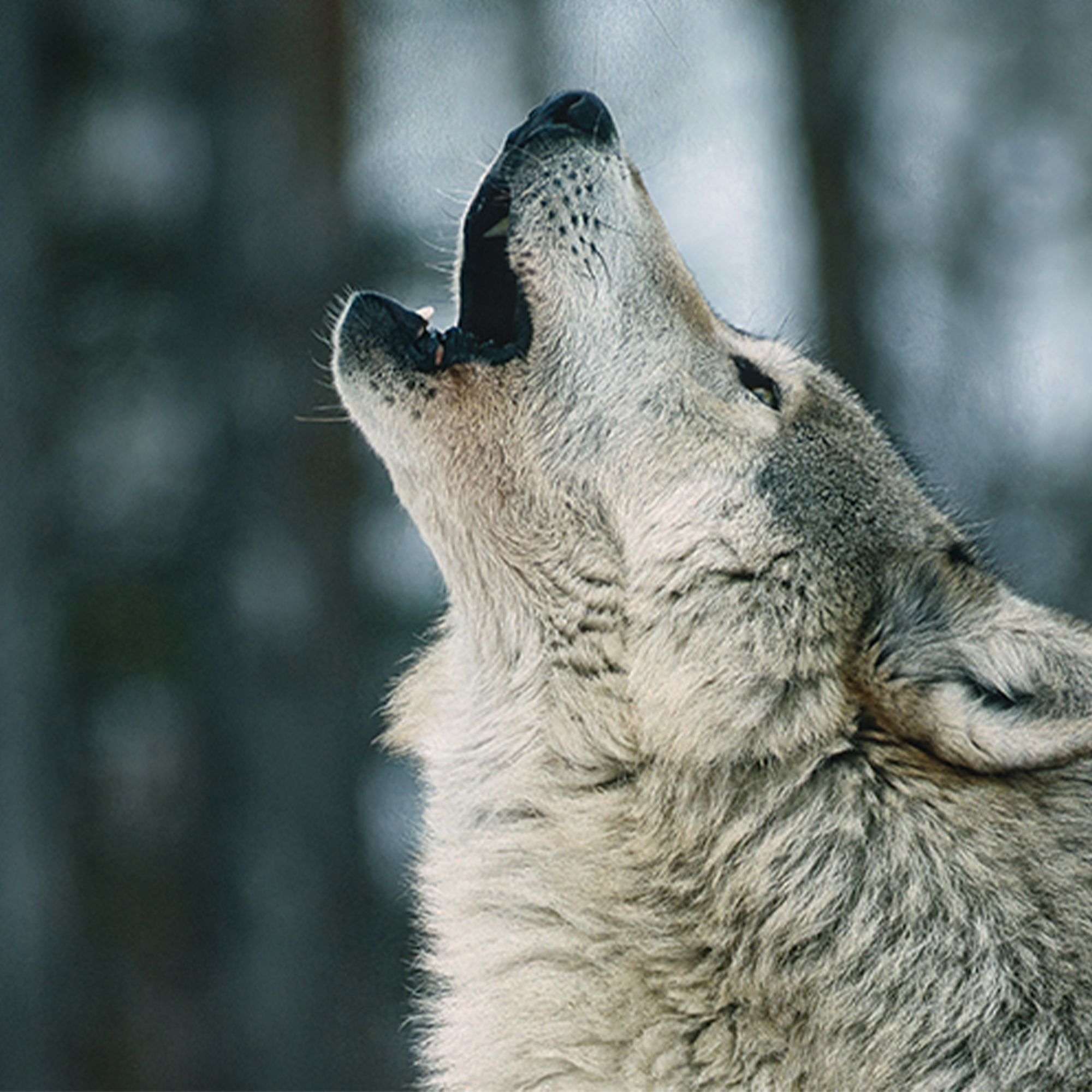 Ensemble d’adoption du loup gris
