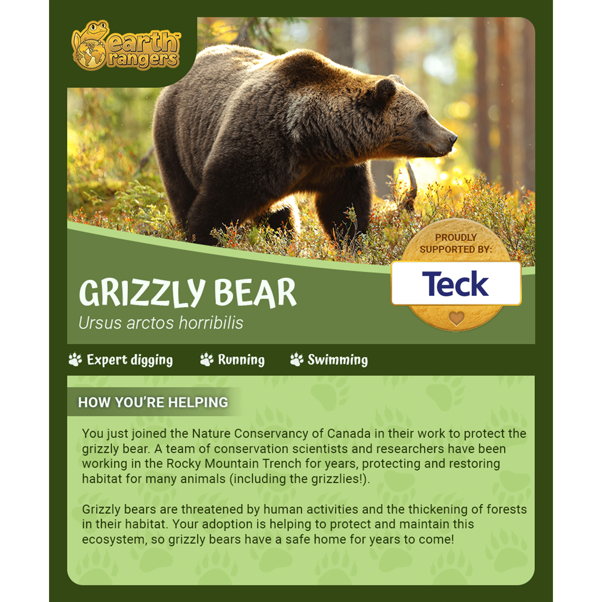 Grizzly Bear Adoption Kit