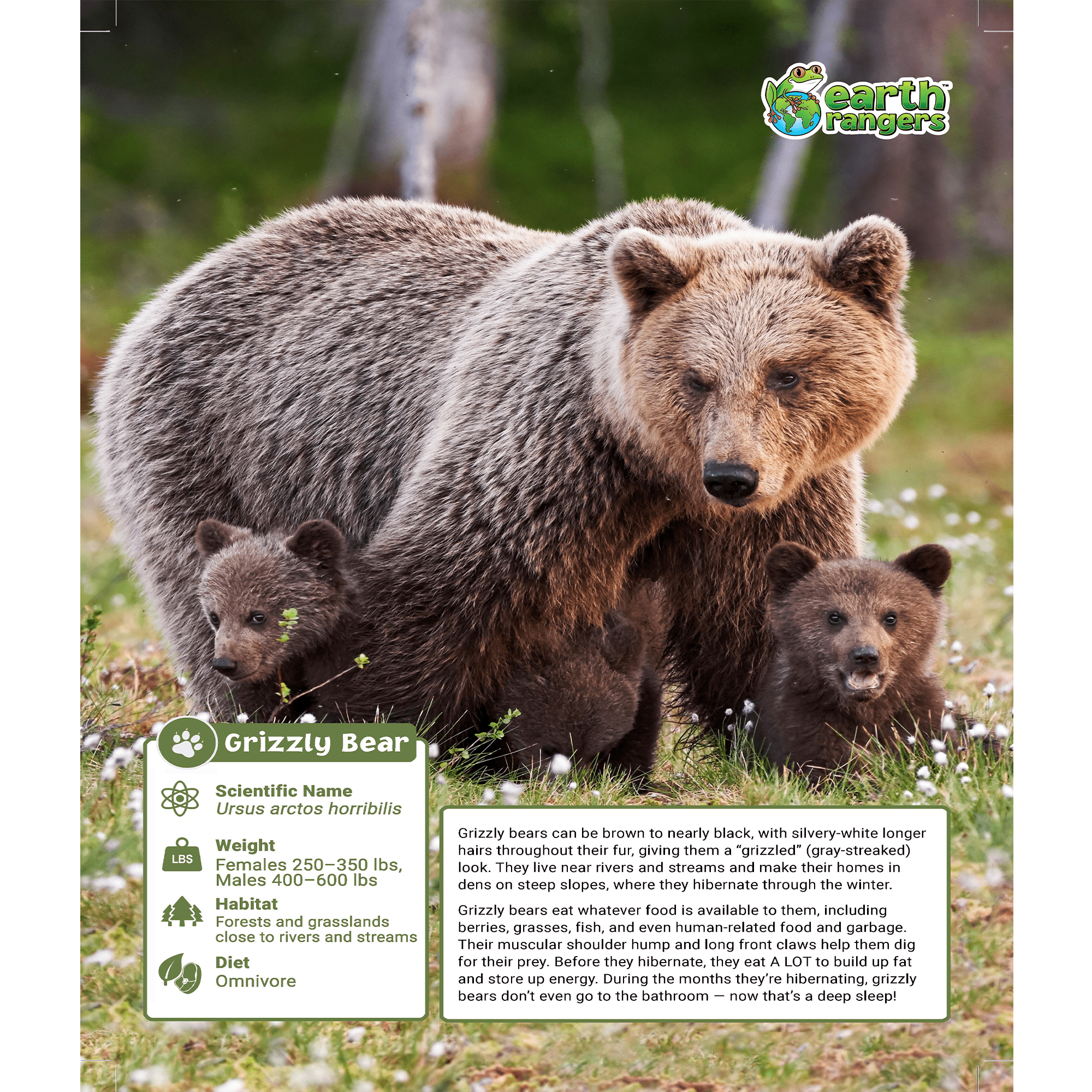 Grizzly Bear Adoption Kit