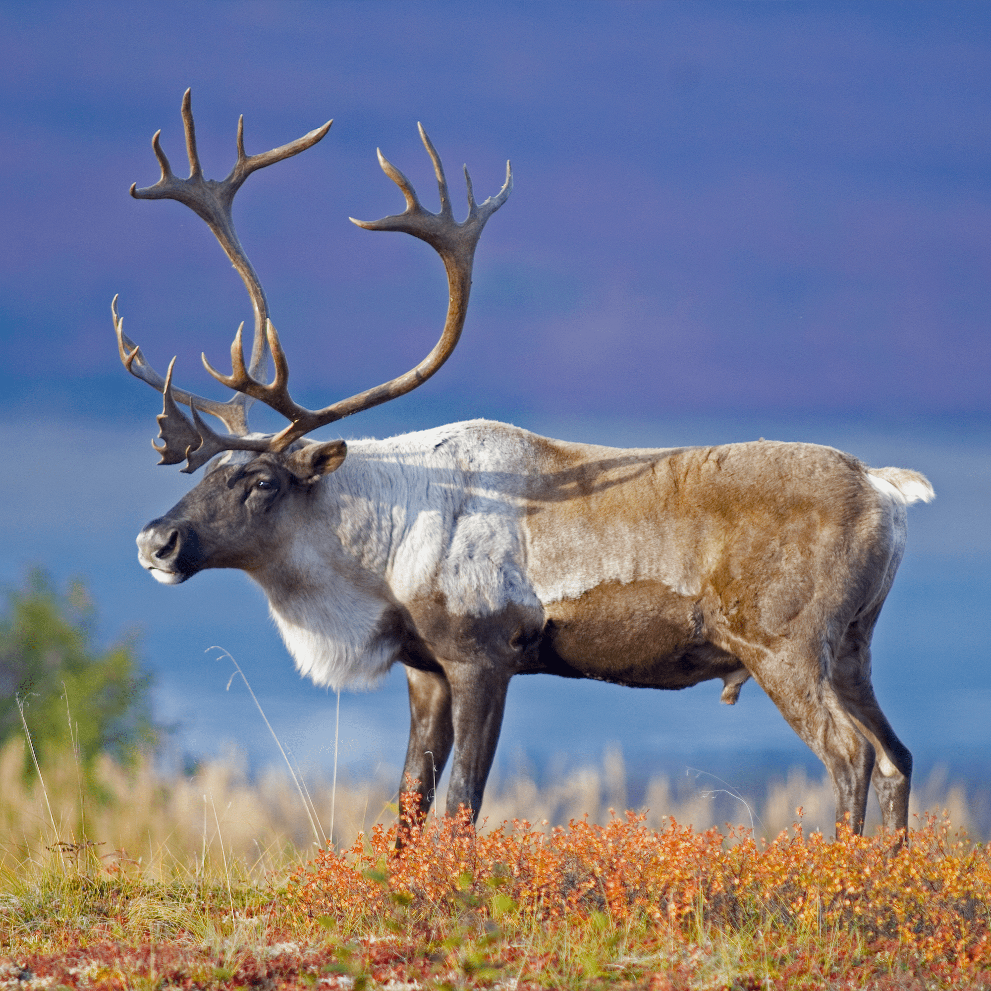 Caribou Adoption Kit