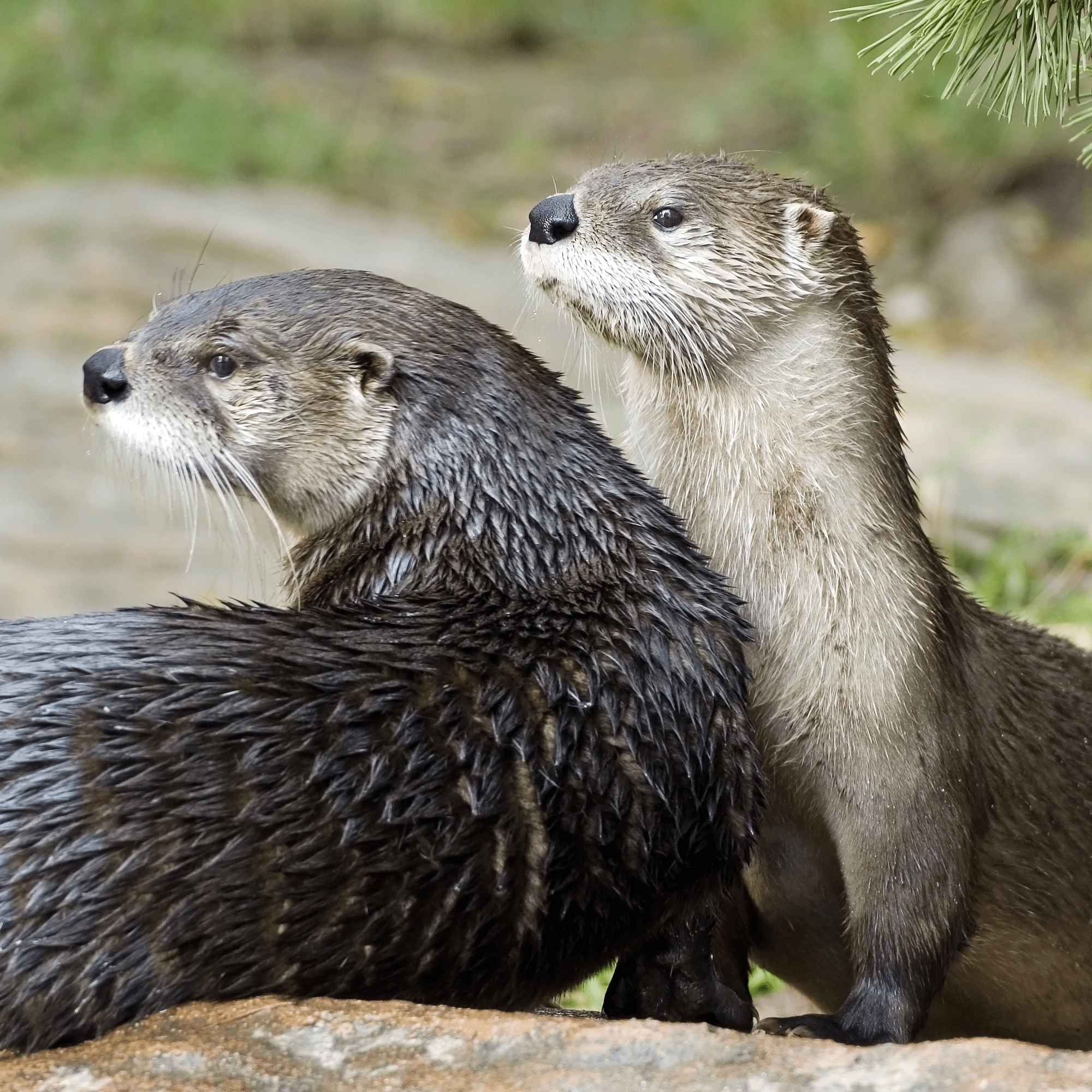 River Otter Adoption Kit 
