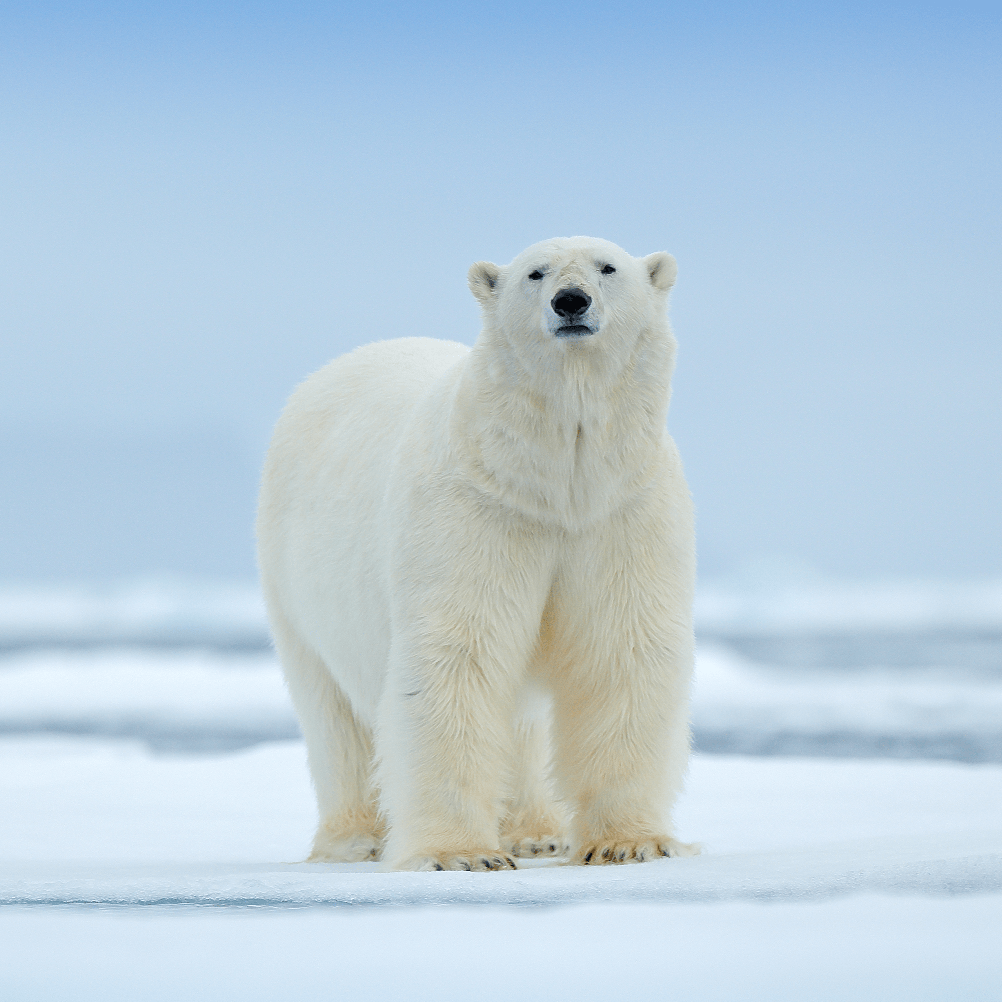 Polar Bear Adoption Kit 