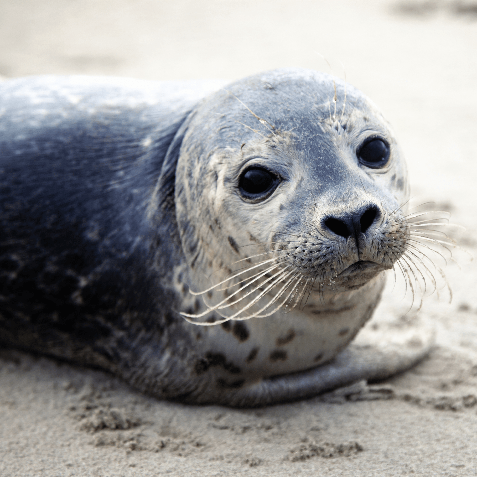 Harbor Seal Adoption Kit