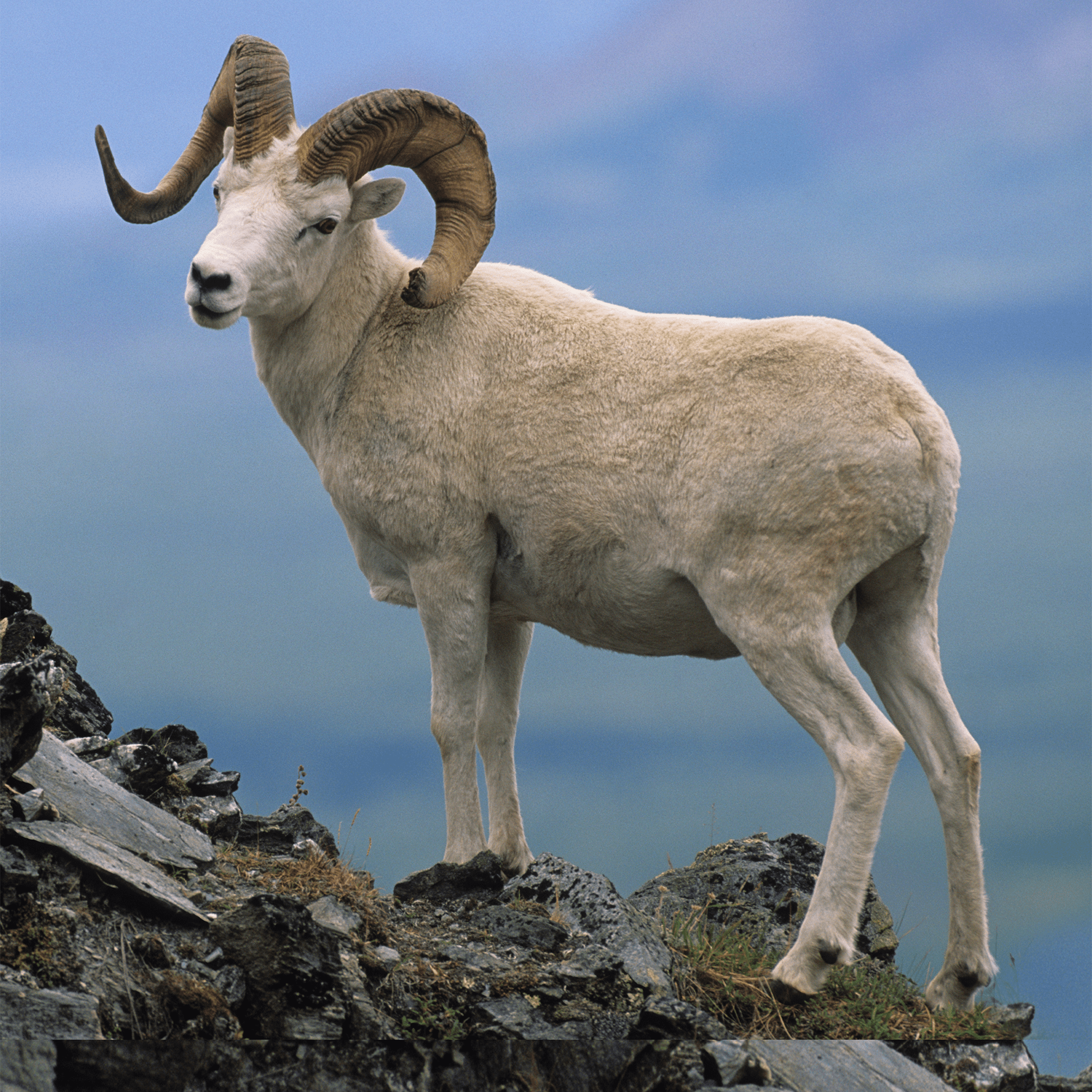 Ensemble d’adoption de mouflon d’Amérique - Peluche