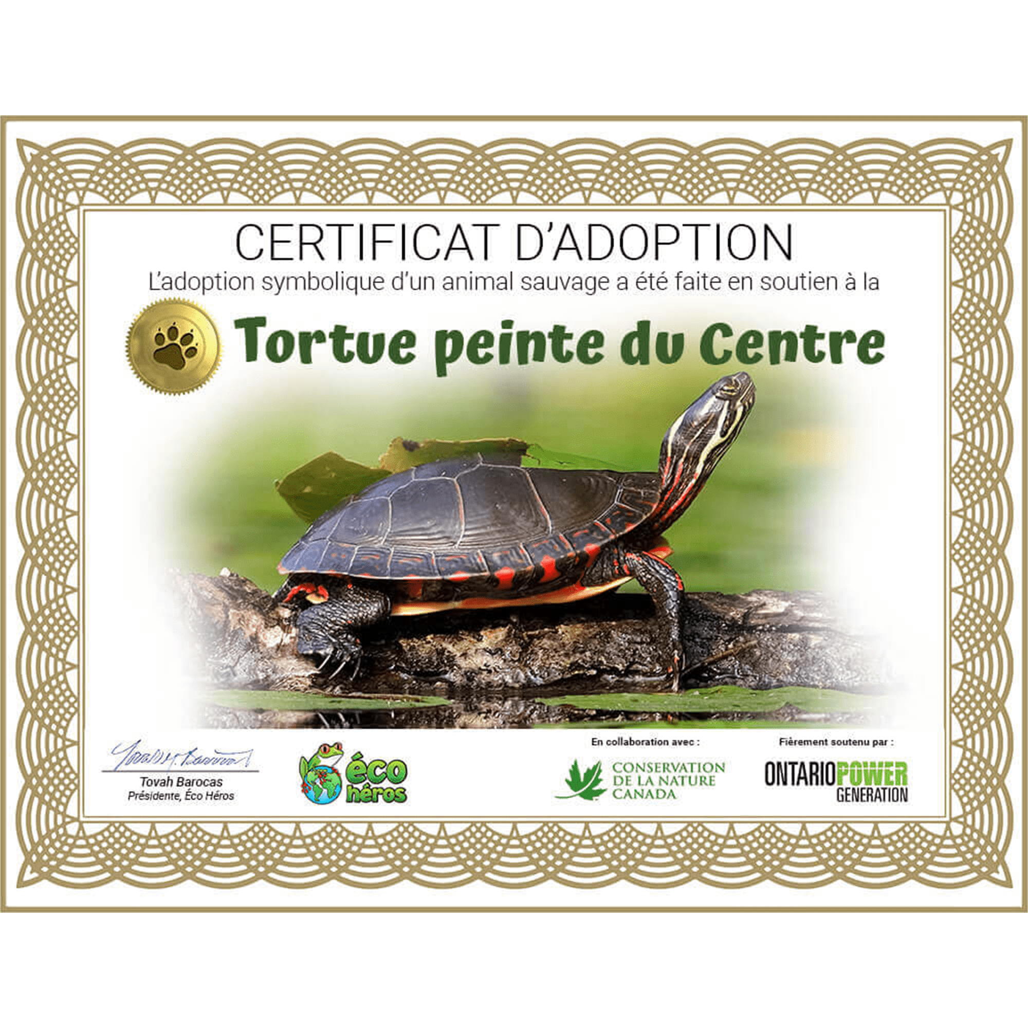 Ensemble d’adoption de la tortue peinte du Centre – Peluche