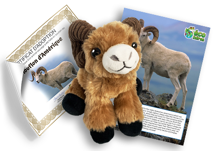 Ensemble d’adoption de mouflon d’Amérique