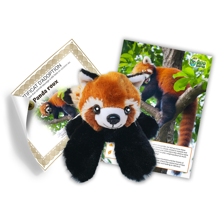Ensemble d’adoption du panda roux – Peluche
