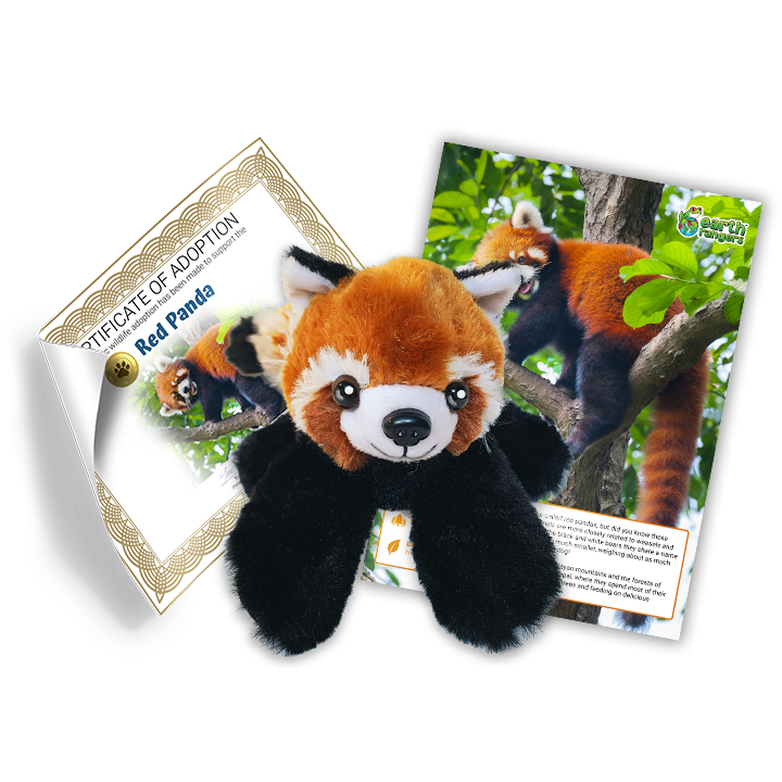 Red Panda Adoption Kit