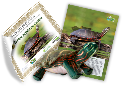 Ensemble d’adoption de la tortue peinte du Centre – Peluche