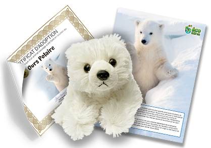 Ensemble d’adoption de l'ours blanc – Peluche
