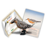 Red Knot Adoption Kit - Plush Bundle