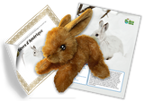 Ensemble d’adoption du lièvre d'Amérique – Peluche