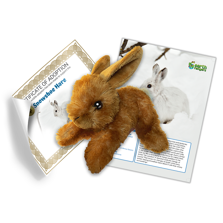 Snowshoe Hare Adoption Kit