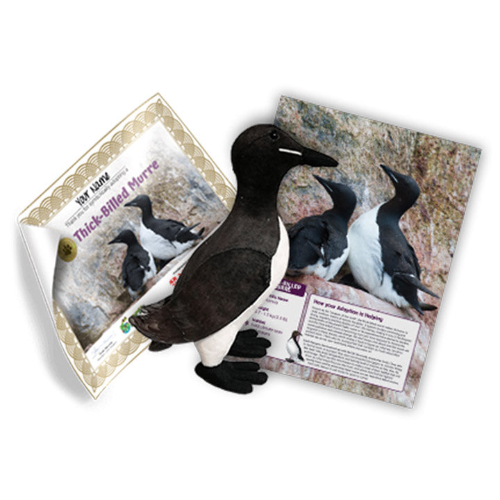 Thick-billed Murre Adoption Kit 