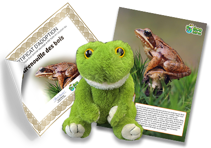 Ensemble d’adoption de la grenouille des bois - Peluche