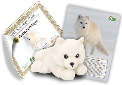 Ensemble d’adoption du renard arctique