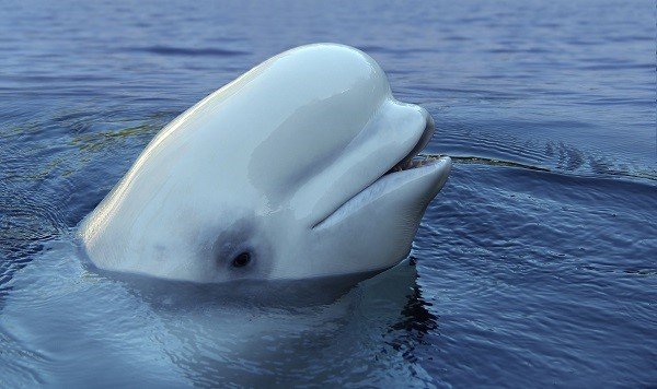 Beluga Adoption Kit - Plush Bundle