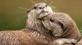 Ensemble d’adoption de la Loutre de Rivière - Peluche